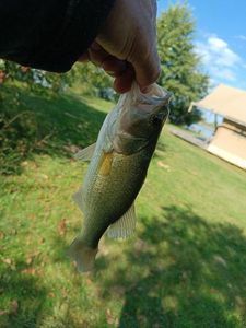 Smallmouth Bass