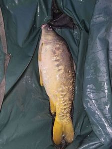 Mirror Carp