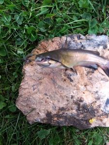 Black Bullhead