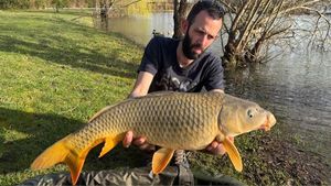 Common Carp