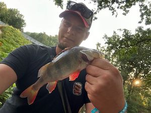 European Perch