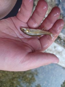 Common Minnow