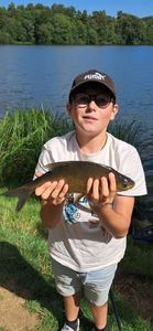 Common Bream