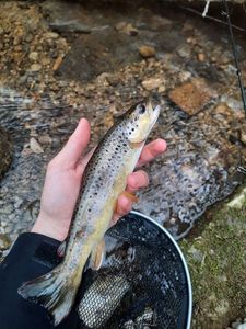 Brown Trout