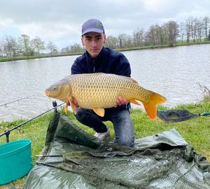 Common Carp