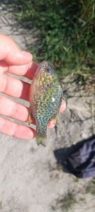 Green Sunfish