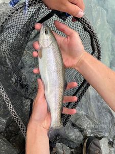 Rainbow Trout