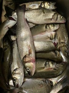 European Bass (Seabass)