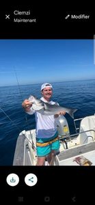 European Bass (Seabass)