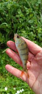European Perch