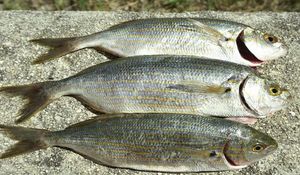 Salema