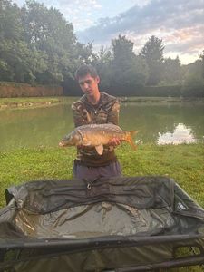 Mirror Carp