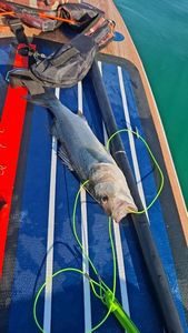 European Bass (Seabass)