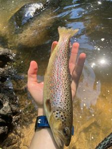 Brown Trout