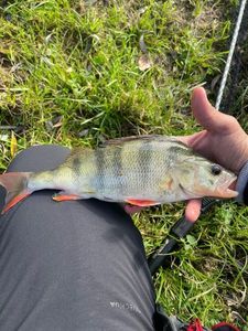 European Perch