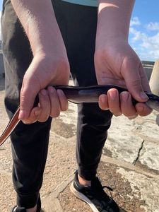 European Eel (Common Eel)