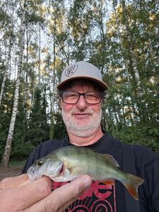 European Perch