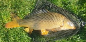Common Carp