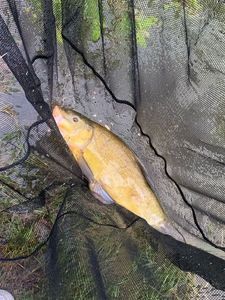 Tench
