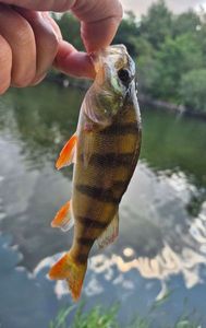 European Perch