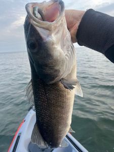 European Bass (Seabass)