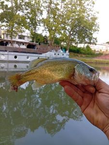 Largemouth Bass
