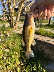 Smallmouth Bass
