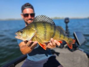 European Perch
