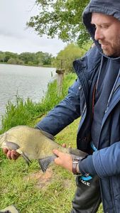 Common Bream