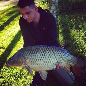 Common Carp