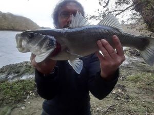 European Bass (Seabass)