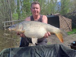 Common Carp