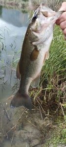 Largemouth Bass