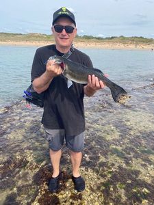 European Bass (Seabass)