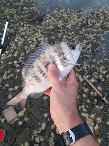 Black Seabream