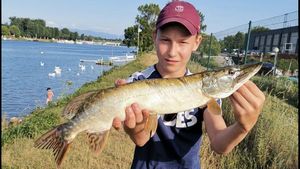 Northern Pike