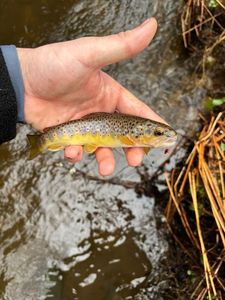 Brown Trout