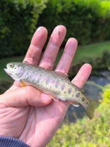 Rainbow Trout
