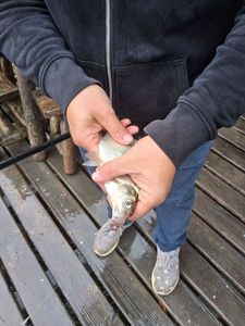 Common Bream