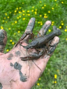 Noble Crayfish