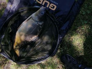 Mirror Carp