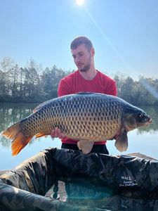 Common Carp