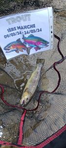 Brown Trout