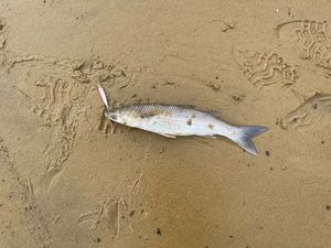 Thicklip Grey Mullet