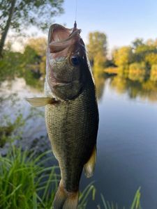 Smallmouth Bass