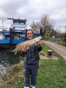 Northern Pike