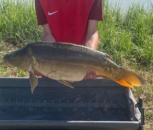 Mirror Carp