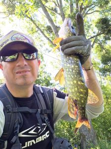 Northern Pike