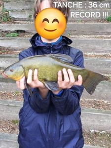 Tench