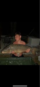 Mirror Carp